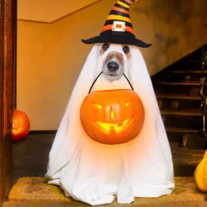 自宅ハロウィンパーティー!おうちハロウィンを楽しむ方法まとめ