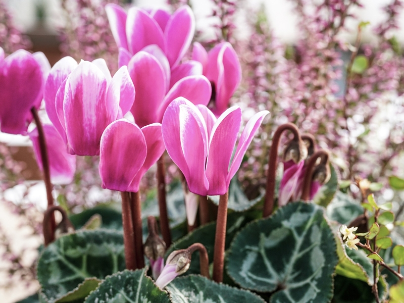 シクラメン 花言葉が怖い 色別の花言葉やプレゼントngの色とは Nihonail ニホネイル ネイル 生活情報サイト