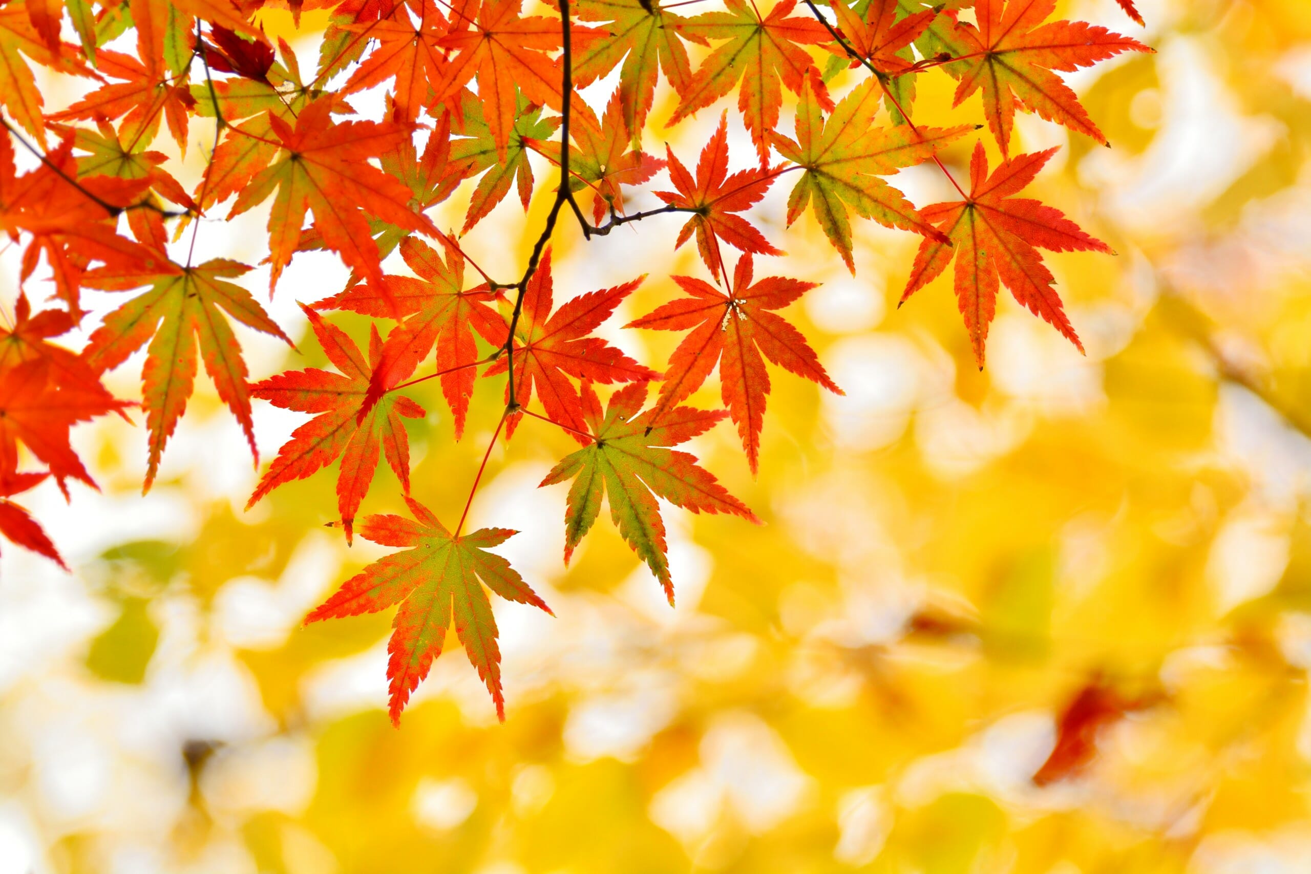 紅葉 もみじ ネイルで秋を先取り セルフで出来るデザイン 10選 Nihonail ニホネイル