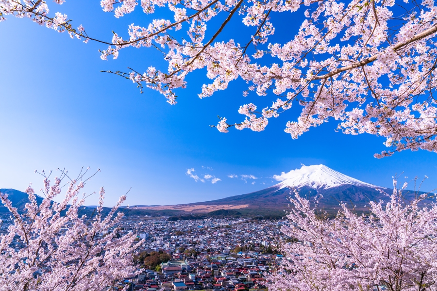 春の季節 桜は何月に咲いていつ散る 都道府県別に桜の時期を調査 Nihonail ニホネイル