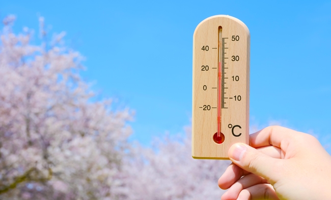 桜と温度計