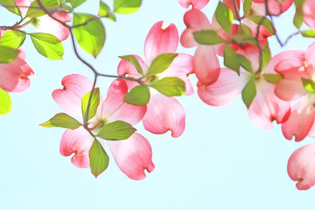 ハナミズキの花が咲く季節は 花言葉や海外での意味などハナミズキまとめ Nihonail ニホネイル