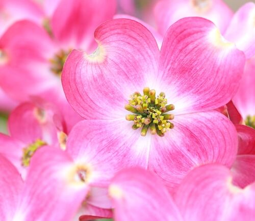 かすみ草 花屋で買える季節は 開花時期 花言葉 加工方法まとめ Nihonail ニホネイル