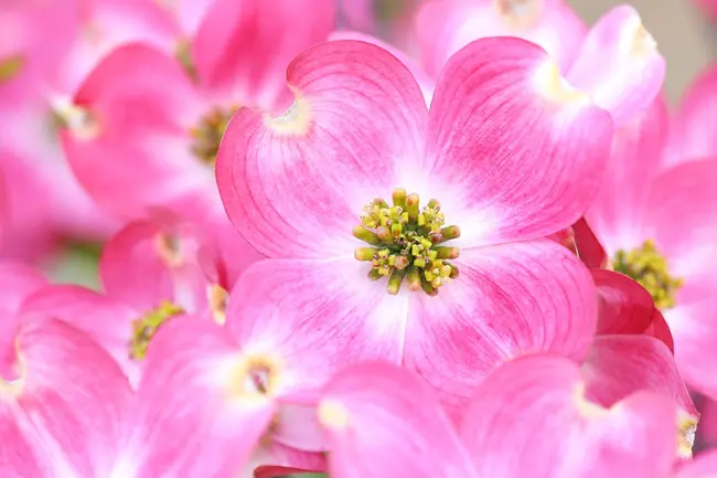 花言葉が 再会 の花3つ 似たような意味をもつ花10選を紹介 Nihonail ニホネイル