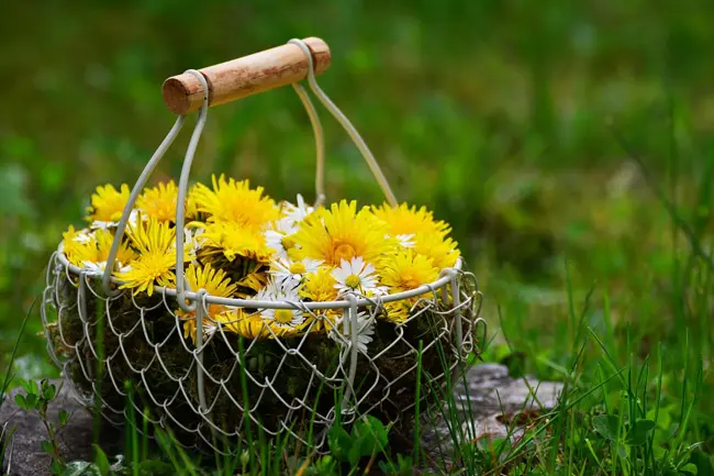 たんぽぽが咲く季節は 意外と知らない花言葉や綿毛についても解説 Nihonail ニホネイル