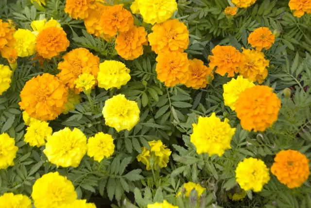 オレンジ 風水で明るさの象徴 意味 効果 インテリアへの取り入れ方 Nihonail ニホネイル