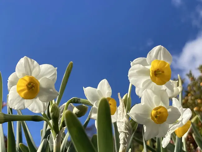 雪中花 水仙の開花時期は 品種 花言葉 毒性まで水仙を詳しく解説 Nihonail ニホネイル