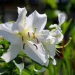 カサブランカの花