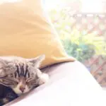 ソファーで寝る猫