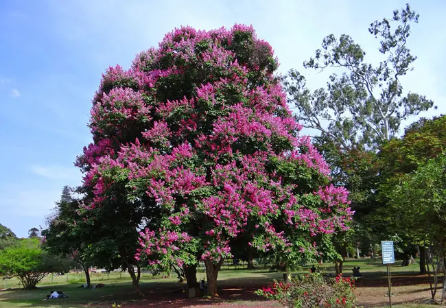 百日紅が開花する季節は 変わった名前の由来や花言葉の意味など徹底解説 Nihonail ニホネイル