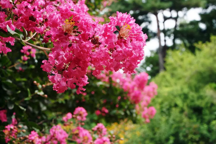 百日紅が開花する季節は 変わった名前の由来や花言葉の意味など徹底解説 Nihonail ニホネイル
