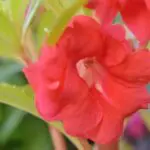 ホウセンカの花