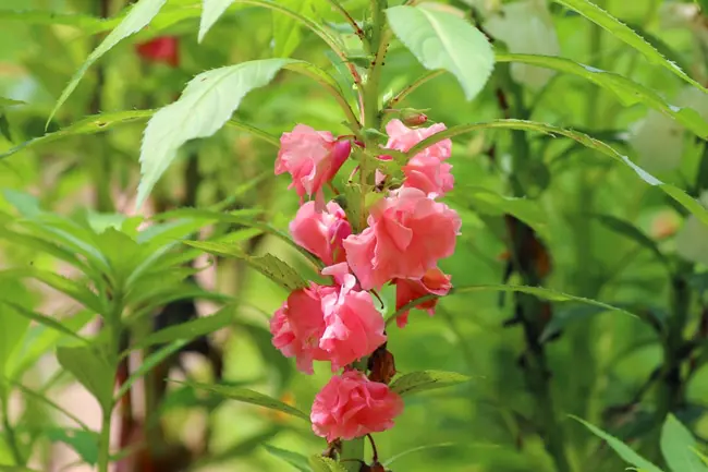 ホウセンカの季節はいつ 育て方やおすすめ品種 花言葉などホウセンカまとめ Nihonail ニホネイル