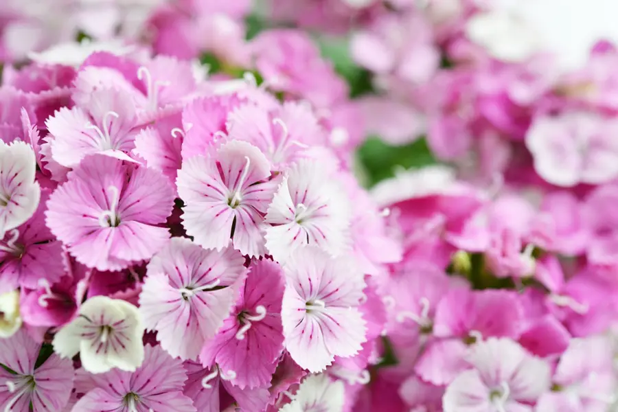 撫子の季節はいつ 花言葉は怖い 撫子の開花時期から花の意味まで徹底解説 Nihonail ニホネイル