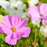 ピンクのコスモス