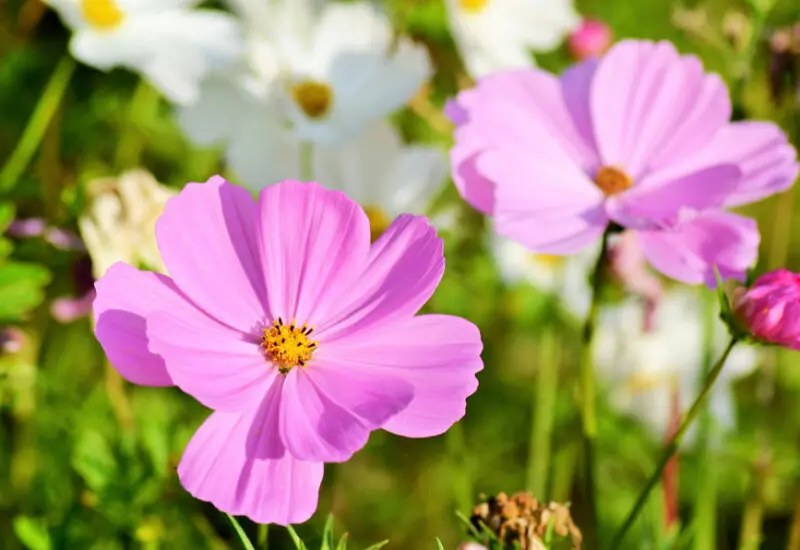 ピンクのコスモス