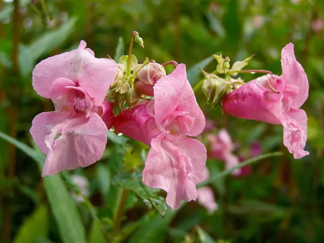 ホウセンカの季節はいつ 育て方やおすすめ品種 花言葉などホウセンカまとめ Nihonail ニホネイル