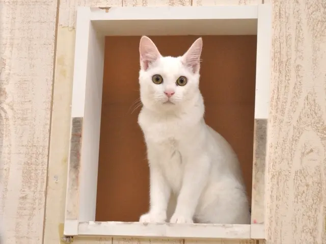 風水ではペットを飼うのはok 運気を下げないための方法とは Nihonail ニホネイル