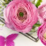 ピンクのラナンキュラス