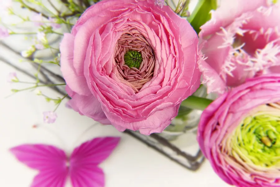 ラナンキュラスの季節は 花言葉はプレゼント向き 花の基本情報を紹介 Nihonail ニホネイル