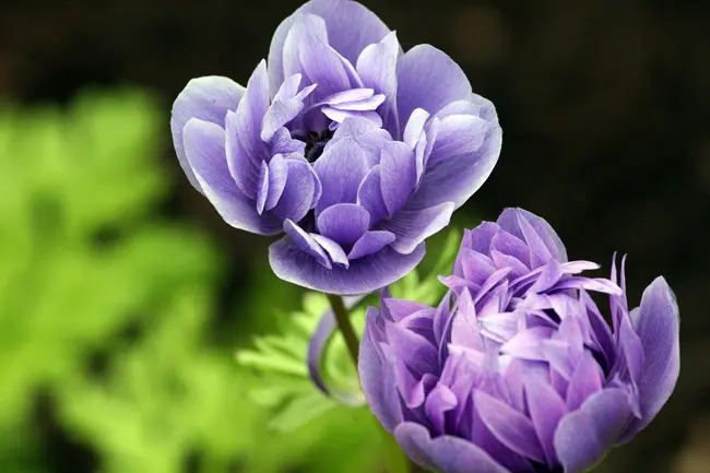 ラナンキュラスの季節は 花言葉はプレゼント向き 花の基本情報を紹介 Nihonail ニホネイル