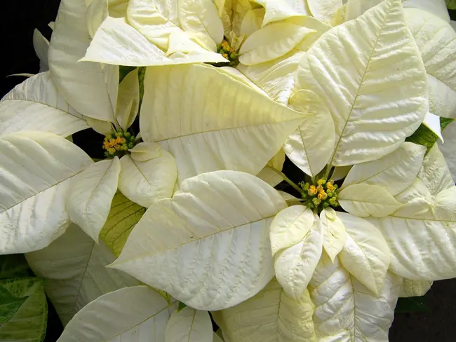 クリスマスの花 ポインセチア の花言葉 聖夜に似合う花7つも紹介 Nihonail ニホネイル