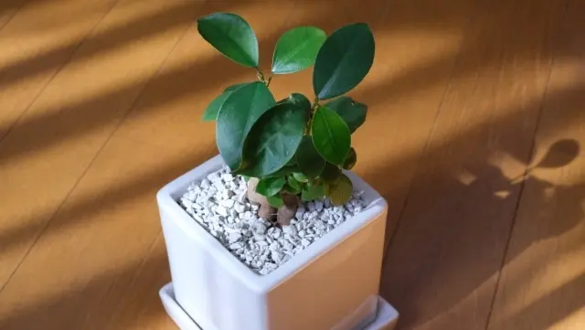 風水 観葉植物は恋愛運もアップできる万能アイテム おすすめの植物10選 Nihonail ニホネイル