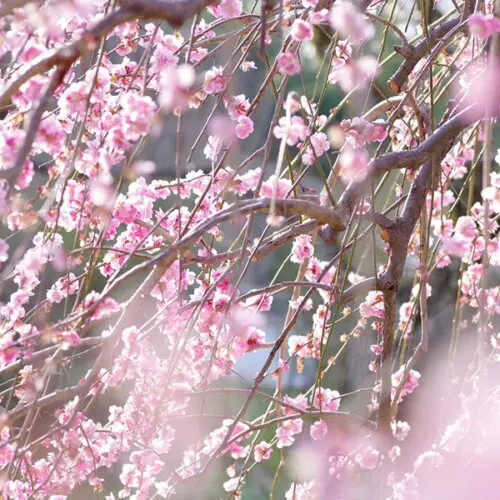 梅の花