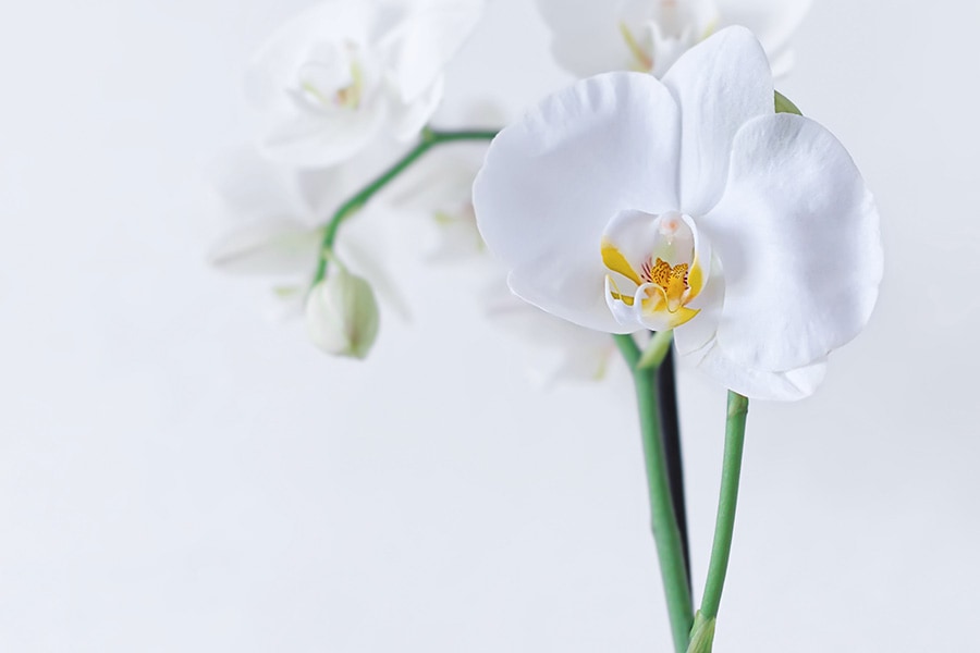 胡蝶蘭の花言葉と特徴を解説 贈るシーンや相場もまとめて紹介 Nihonail ニホネイル